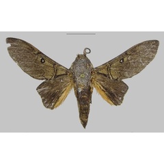 /filer/webapps/moths/media/images/L/lidia_Gastroplakaeis_PTM_RMCA.jpg
