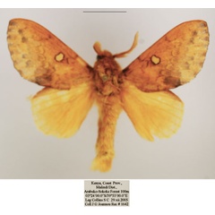 /filer/webapps/moths/media/images/A/argenteoguttata_Hypotrabala_AM_TMSA_02.jpg
