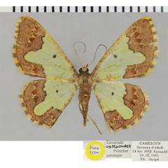 /filer/webapps/moths/media/images/O/ostracodes_Zamarada_PTF_ZSM.jpg