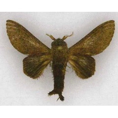 /filer/webapps/moths/media/images/K/kakamegata_Pallastica_HT_SMNS.jpg