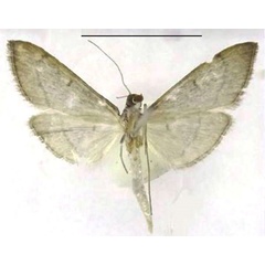 /filer/webapps/moths/media/images/T/triangularis_Bradina_HT_ZSMb.jpg