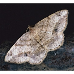 /filer/webapps/moths/media/images/B/brongusaria_Chiasmia_A_Roland_01.jpg