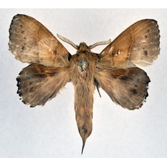 /filer/webapps/moths/media/images/M/marginepunctata_Leipoxais_AM_NHMO.jpg