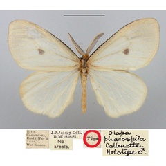 /filer/webapps/moths/media/images/P/phaeospila_Olapa_HT_BMNH.jpg