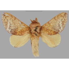 /filer/webapps/moths/media/images/E/extenuata_Hypotrabala_AM_RMCA.jpg