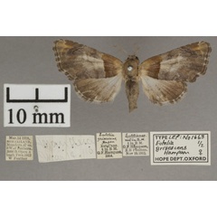 /filer/webapps/moths/media/images/G/grisescens_Eutelia_PTF_OUMHa_01.jpg
