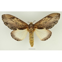 /filer/webapps/moths/media/images/D/dogma_Filiola_AF_Basquin_02.jpg