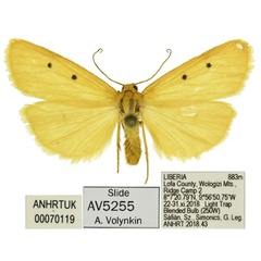 /filer/webapps/moths/media/images/O/occidentalis_Cyana_HT_ANHRT.jpg