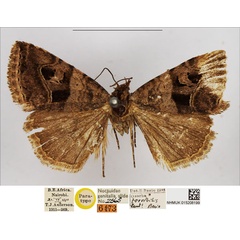 /filer/webapps/moths/media/images/T/terribilis_Ozarba_PTM_NHMUK_01.jpg