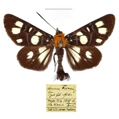 /filer/webapps/moths/media/images/E/echione_Hespagarista_AM_RBINS.jpg
