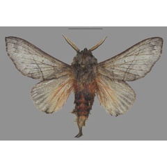 /filer/webapps/moths/media/images/J/johnsenior_Ploco_PTM_Cipolla.jpg