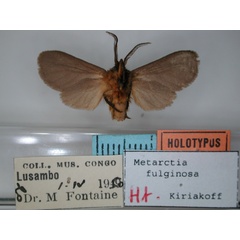 /filer/webapps/moths/media/images/F/fuliginosa_Metarctia_HT_RMCA_02.jpg