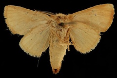 Clostera ochracearia