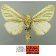 /filer/webapps/moths/media/images/O/obtusipuncta_Antheua_PTM_Schintlmeister.jpg