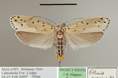 Ethmia coscineutis