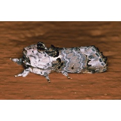 /filer/webapps/moths/media/images/P/plumitarsus_Polelassothys_A_Roland_07.jpg