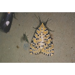 /filer/webapps/moths/media/images/A/amanda_Alytarchia_A_Roland_09.jpg