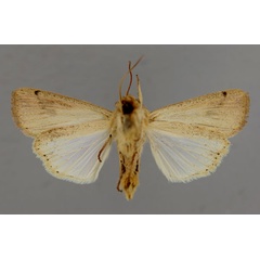 /filer/webapps/moths/media/images/P/pinna_Vietteana_A_RMCA_02.jpg