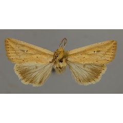 /filer/webapps/moths/media/images/P/pyrostrota_Vietteana_A_RMCA_01.jpg