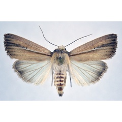 /filer/webapps/moths/media/images/P/prominens_Mythimna_AM_NHMO_01.jpg