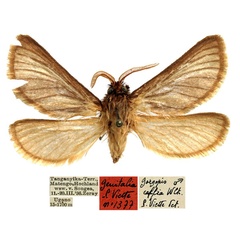 /filer/webapps/moths/media/images/C/caffra_Gorgopis_AM_MfN.jpg