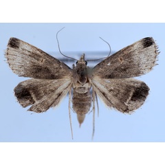 /filer/webapps/moths/media/images/C/canofusca_Acantholipes_AF_Bidychak.jpg