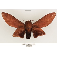 /filer/webapps/moths/media/images/N/nysa_Gonometa_AM_TMSA.jpg