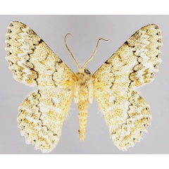 /filer/webapps/moths/media/images/D/delotypa_Pingasa_A_ZSM_01.jpg