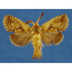 /filer/webapps/moths/media/images/M/mineti_Moyencharia_HT_Lehmann_oRzyoZW.jpg