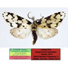 /filer/webapps/moths/media/images/F/florianhackeri_Meganola_PT_Aulombard_PC6oFj4.jpg