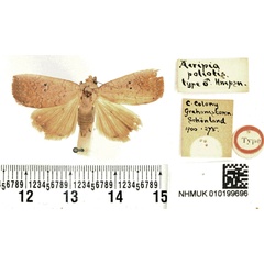 /filer/webapps/moths/media/images/P/poliotis_Acripia_HT_BMNH.jpg