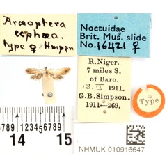 /filer/webapps/moths/media/images/E/ecphaea_Araeoptera_HT_BMNH.jpg