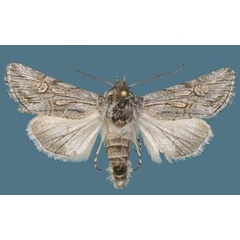 /filer/webapps/moths/media/images/A/angularis_Calophasia_AF_Schacht.jpg