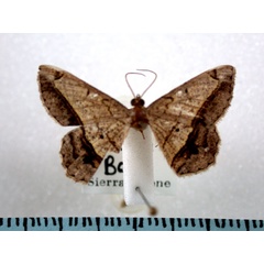 /filer/webapps/moths/media/images/A/angolaria_Chiasmia_A_Revell.jpg