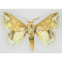 /filer/webapps/moths/media/images/W/witti_Eucraera_HT_MWM.jpg