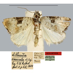 /filer/webapps/moths/media/images/V/variicolor_Lithacodia_HT_MNHN.jpg