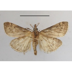 /filer/webapps/moths/media/images/M/melanolopha_Rhynchopaschia_A_MGCLb_01.JPG