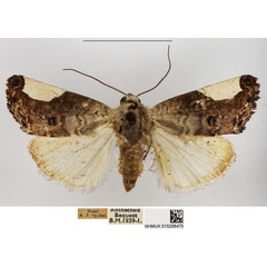 /filer/webapps/moths/media/images/T/tetragonisa_Acontia_AM_NHMUK.jpg