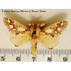 /filer/webapps/moths/media/images/A/acaciae_Streblote_A_OUMNH.jpg