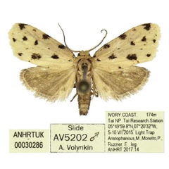 /filer/webapps/moths/media/images/A/araios_Siccia_HT_ANHRT.jpg