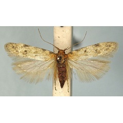 /filer/webapps/moths/media/images/W/wolframi_Scrobipalpa_HT_ZMHB.jpg