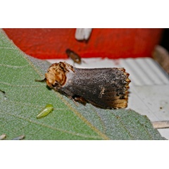 /filer/webapps/moths/media/images/L/lydenburgi_Phalera_A_Roland_01.jpg