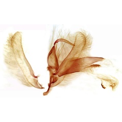 /filer/webapps/moths/media/images/F/flava_Oncotibialis_GMHT_TMSA_3531.jpg