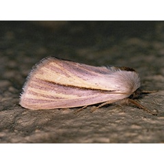/filer/webapps/moths/media/images/C/capillata_Polienus_A_Roland_01.jpg