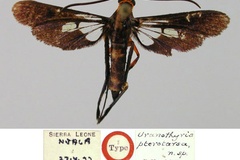 Tipulamima pterotarsa