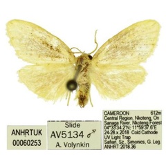 /filer/webapps/moths/media/images/A/asafis_Palaeugoa_PTM_ANHRT.jpg