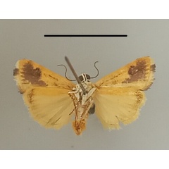 /filer/webapps/moths/media/images/I/imitatrix_Emmelia_A_MGCLb_01.jpg