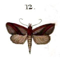 /filer/webapps/moths/media/images/F/frontirufa_Arsacia_HT_Swinhoe_20-12.jpg