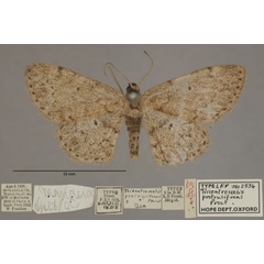 /filer/webapps/moths/media/images/P/protrusifrons_Discomiosis_HTF_OUMNHa_01.jpg