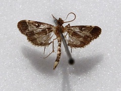 /filer/webapps/moths/media/images/F/fovealis_Duponchelia_A_Goff_01.jpg